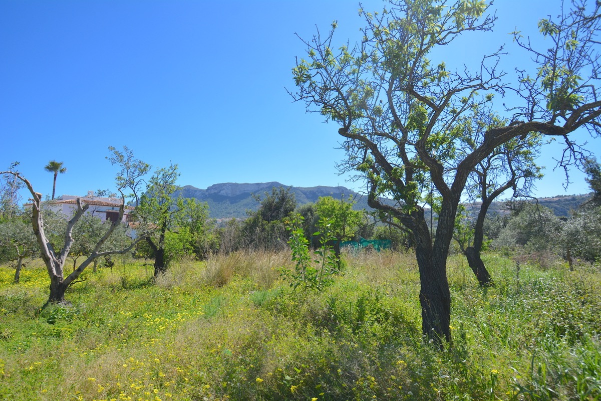 Sobre una parcela de 5.000m2 llanos nos encontramos con dos chalets y vistas al Montgó.